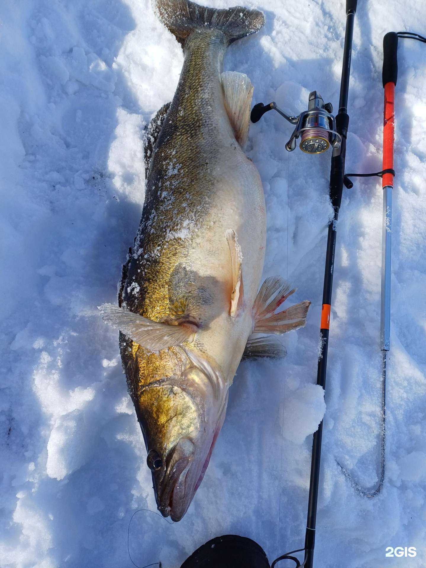 Отзывы на компанию Рыбалюб в Ярославле c фото