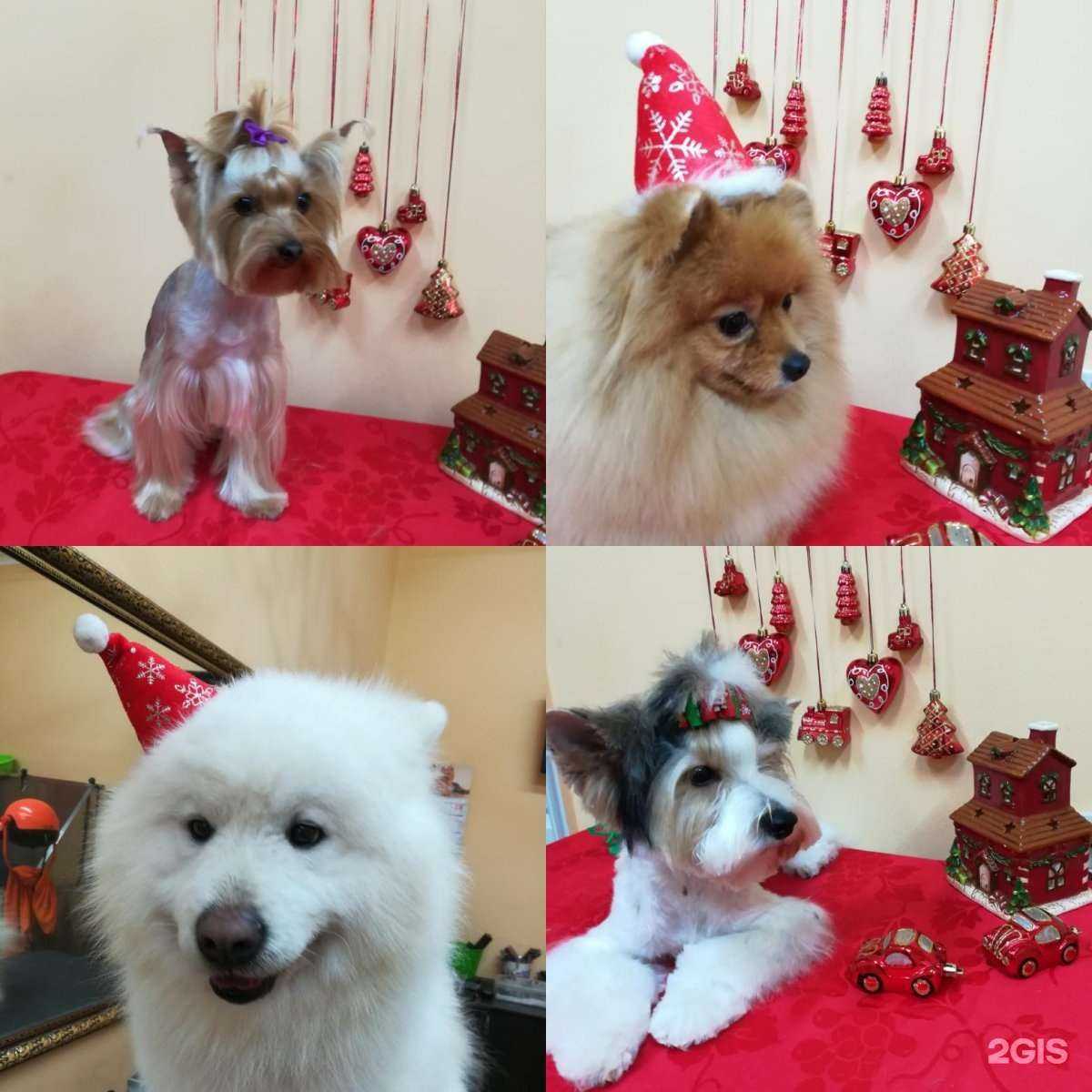 Отзывы на компанию Гламур в г. Абакан c фото