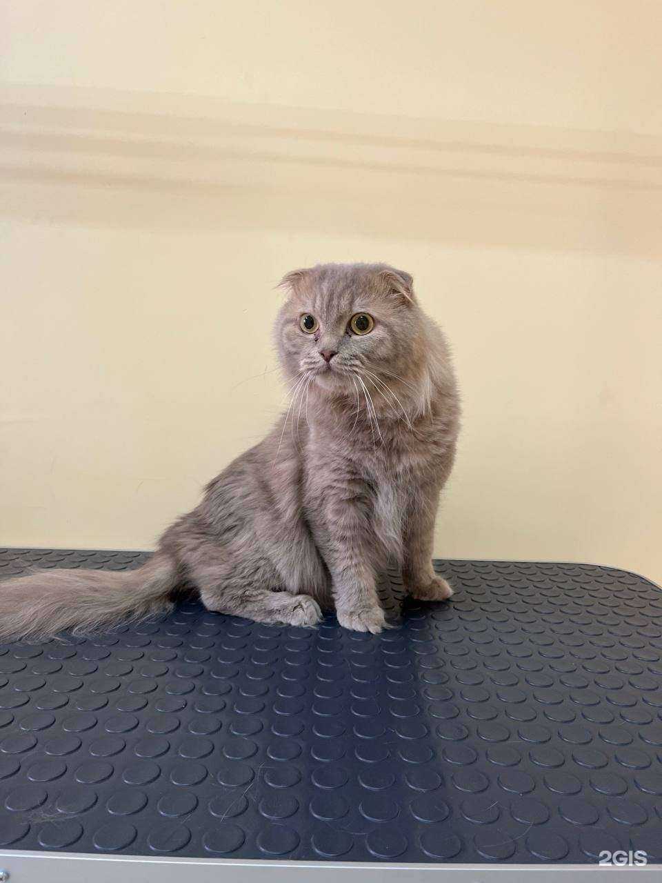 Отзывы на компанию Хвостики в г. Астрахань c фото