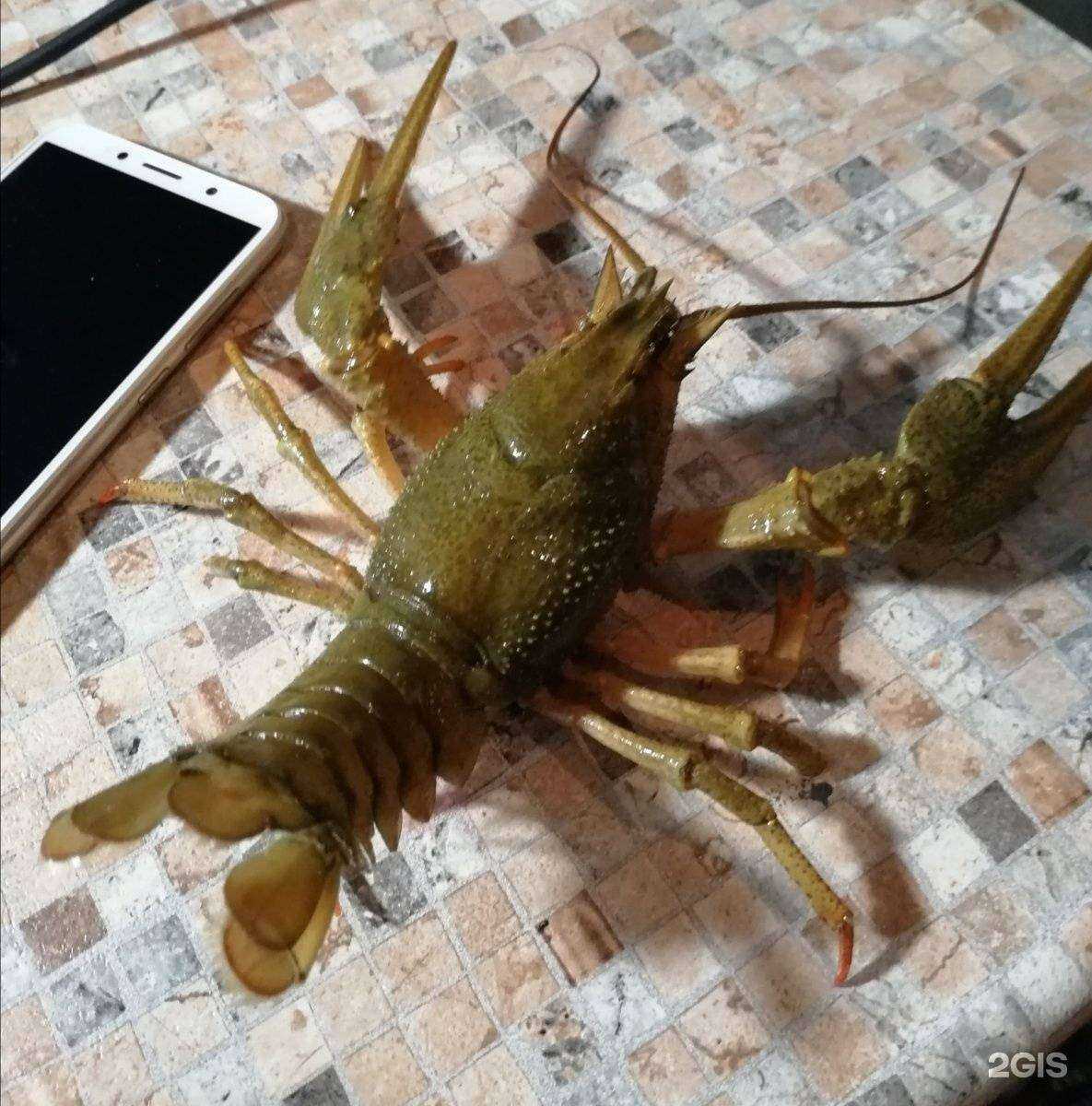 Отзывы на компанию Раковарня в Самаре c фото