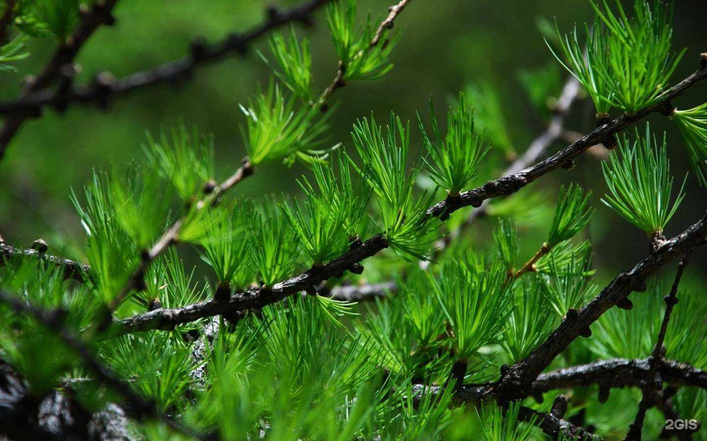 Отзывы на компанию Медведь в Воронеже c фото