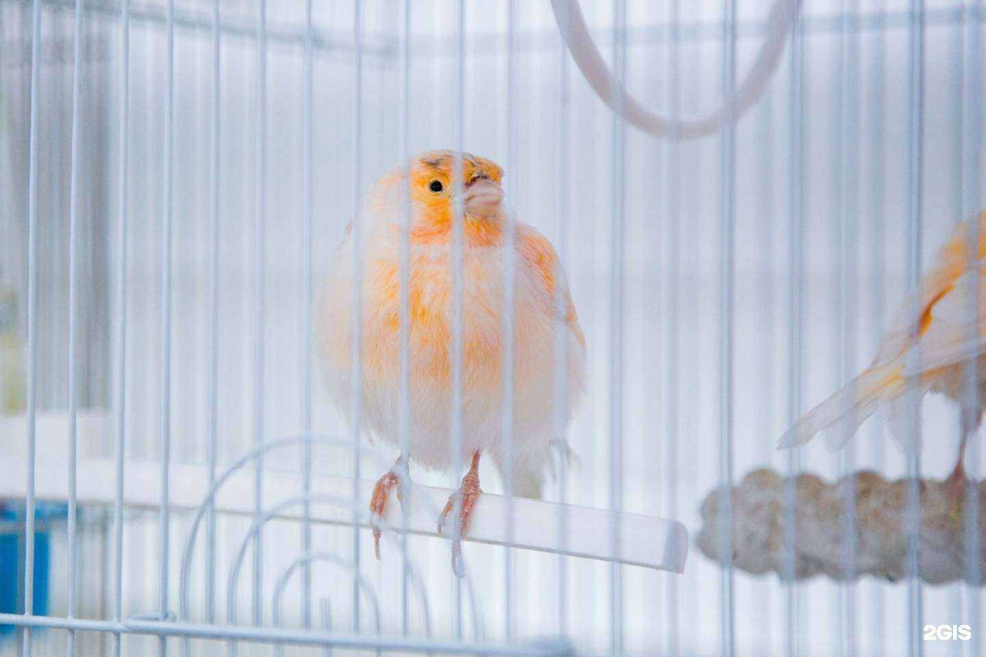 Отзывы на компанию Тагил Зоо в г. Нижний Тагил c фото