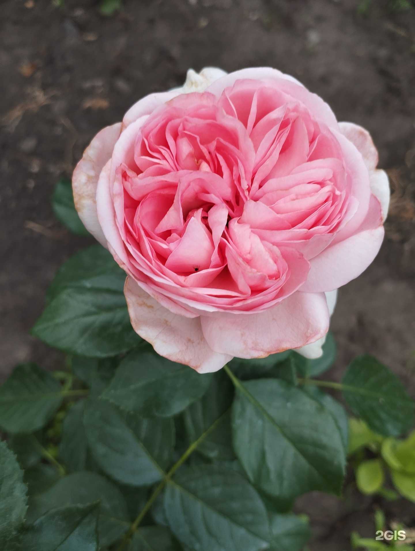 Отзывы на компанию Агроном в г. Рубцовск c фото