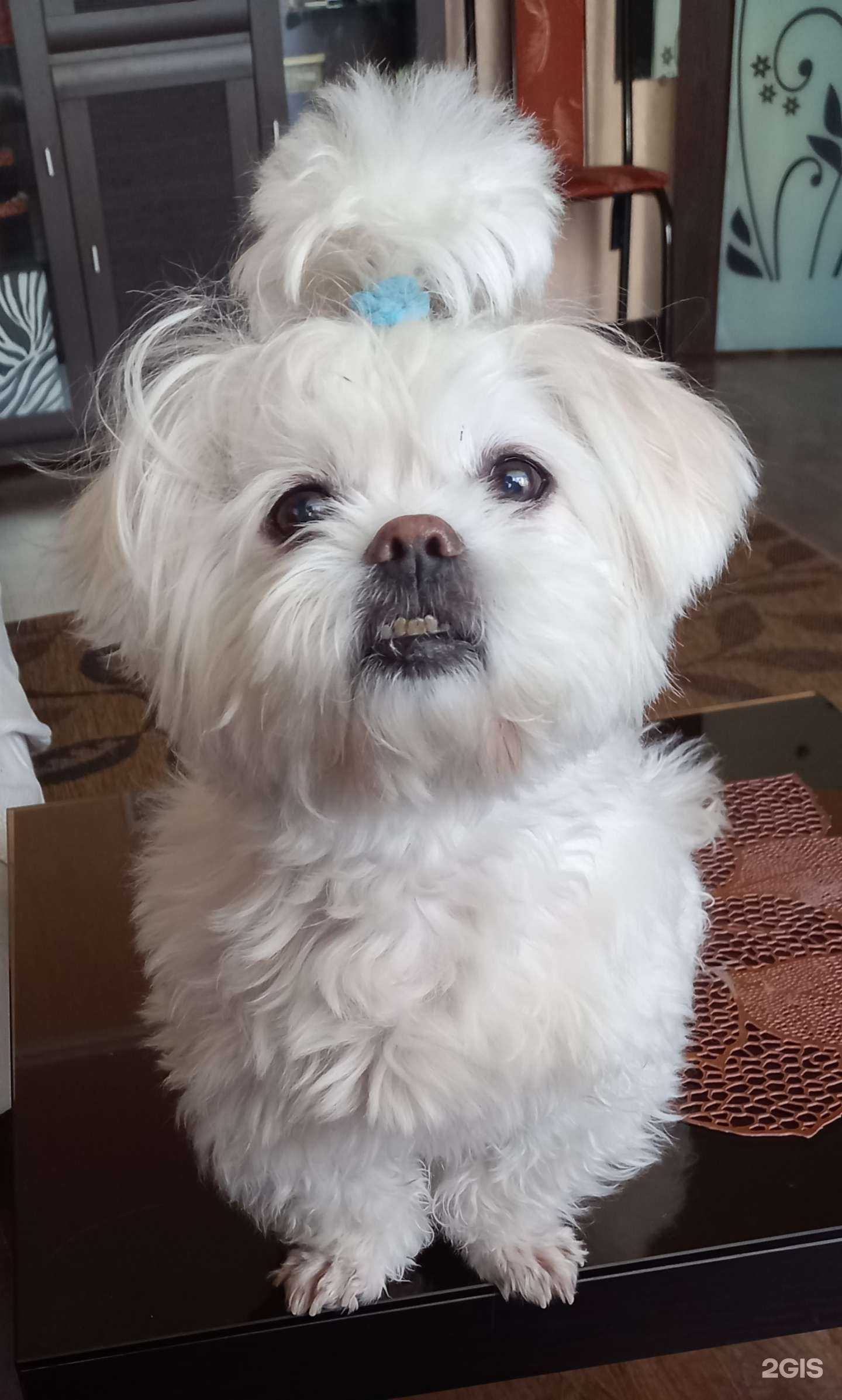 Отзывы на компанию Ново грум в Новороссийске c фото