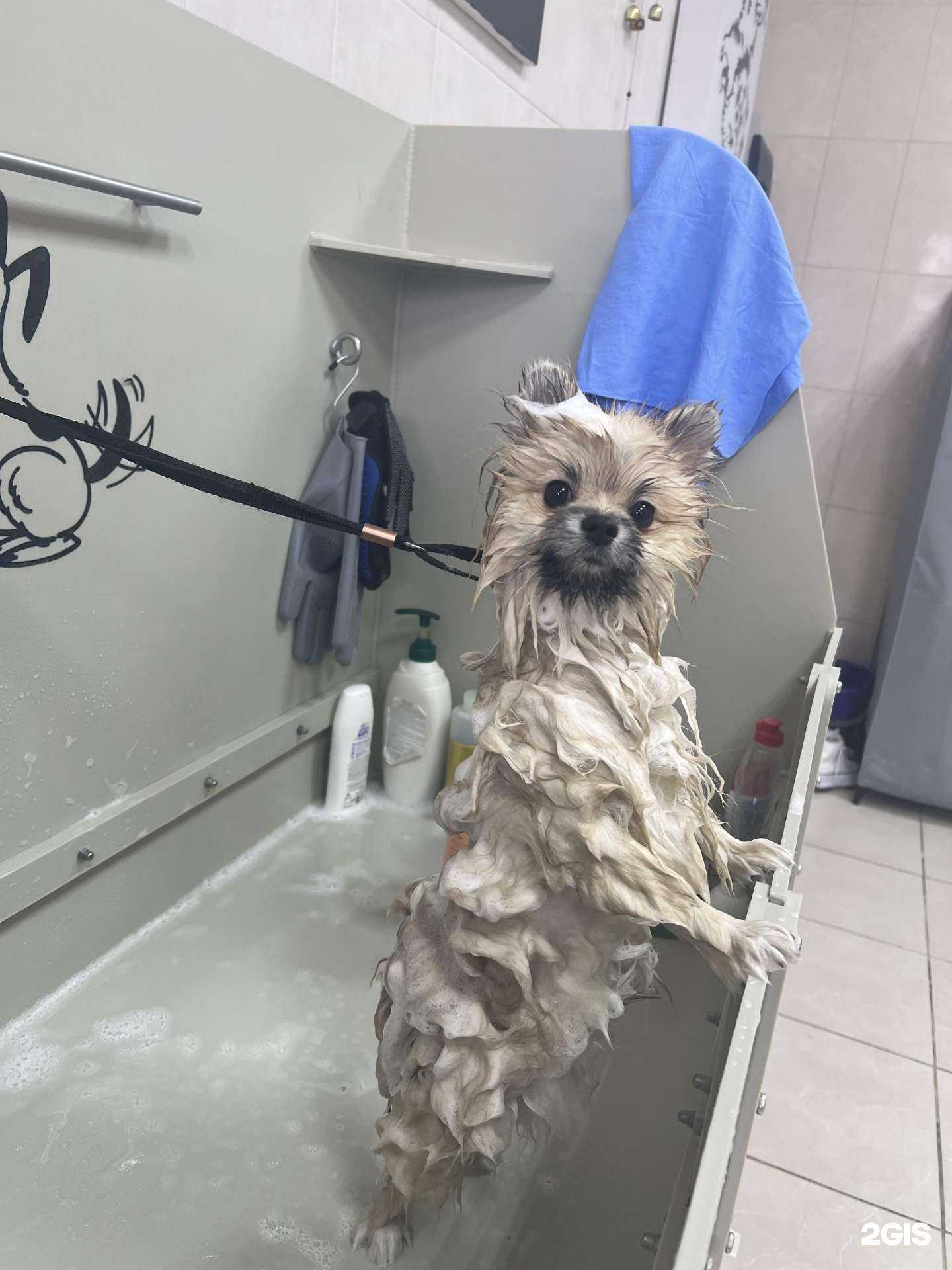 Отзывы на компанию Шпиц в Краснодаре c фото