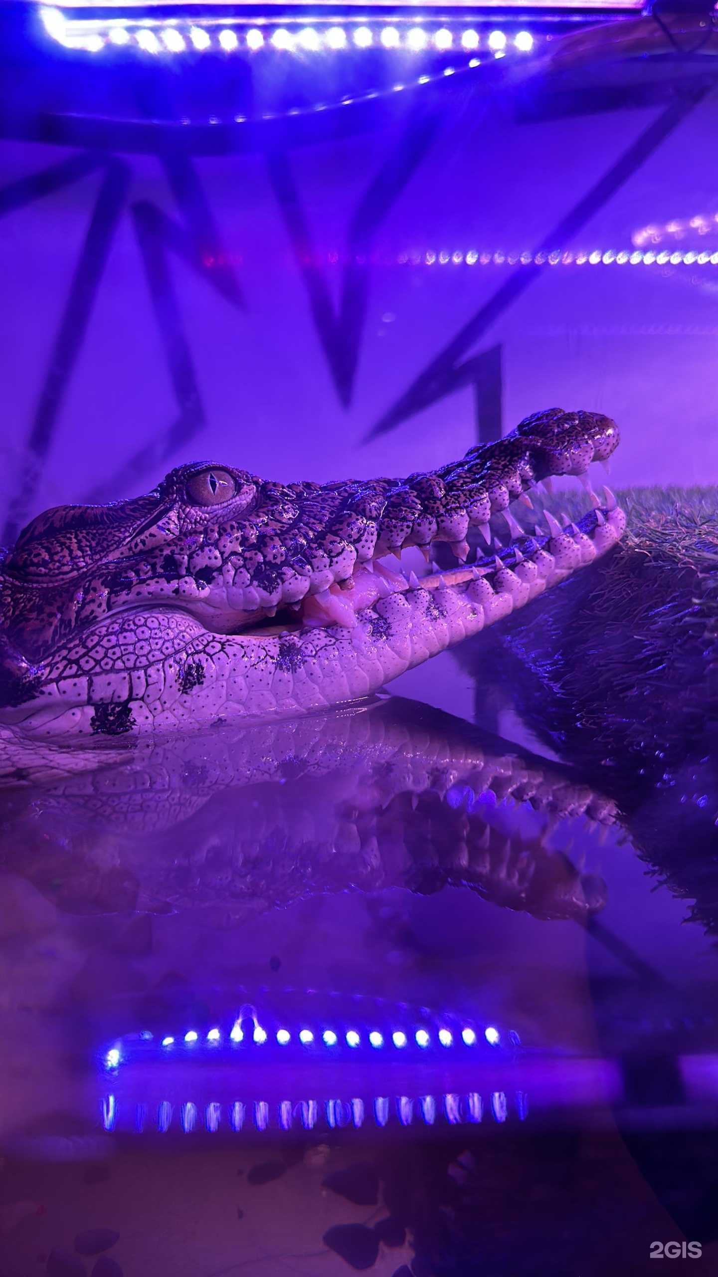 Отзывы на компанию BosLounge в г. Кемерово c фото