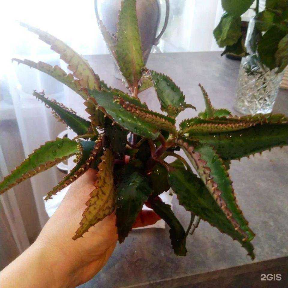 Отзывы на компанию Лавка жизни73 в г. Ульяновск c фото