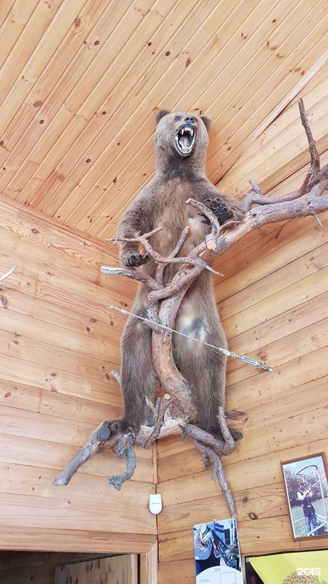 Отзывы на компанию Медведь в Саратове c фото