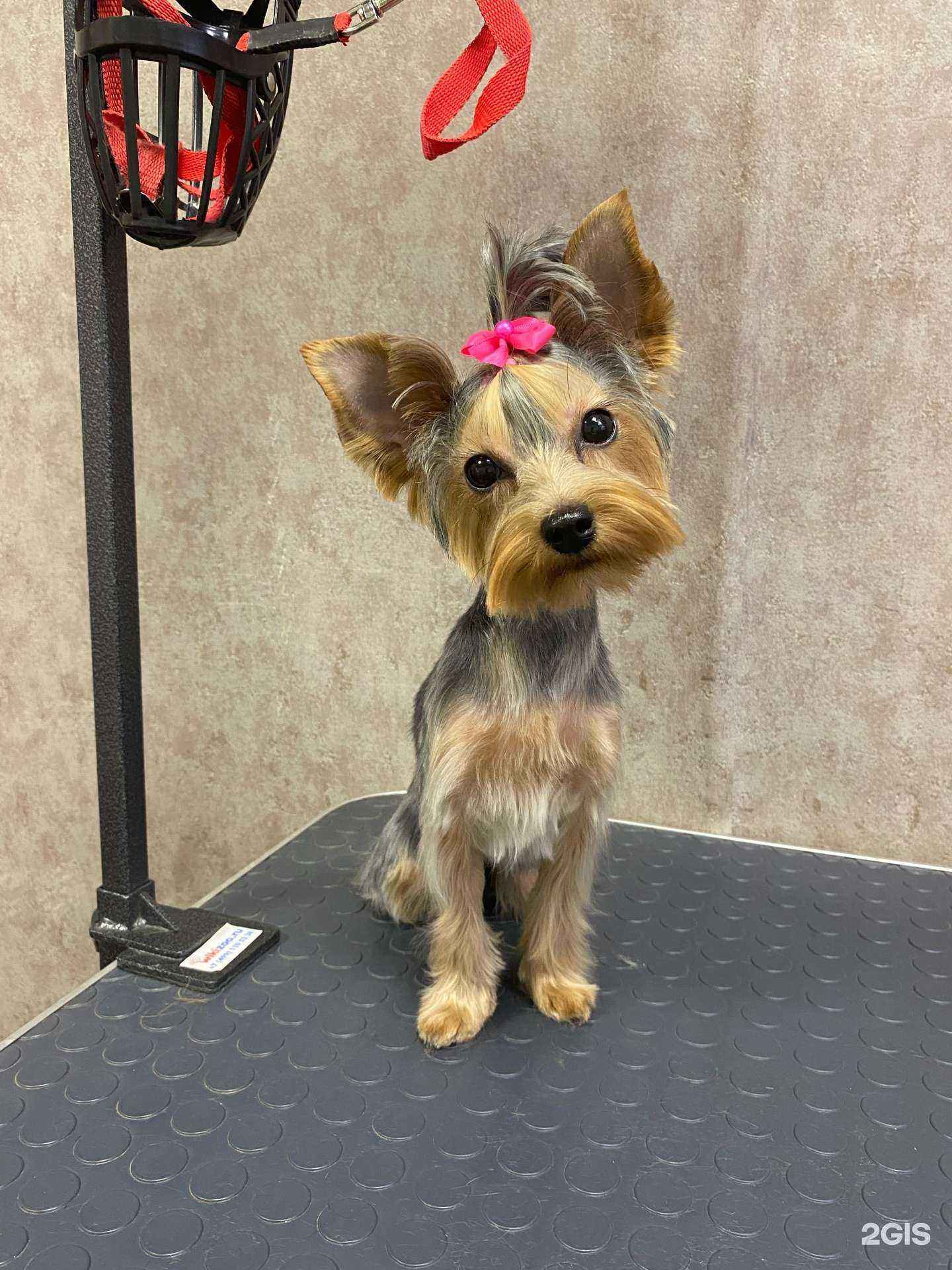 Отзывы на компанию Ньюфи в г. Красноярск c фото