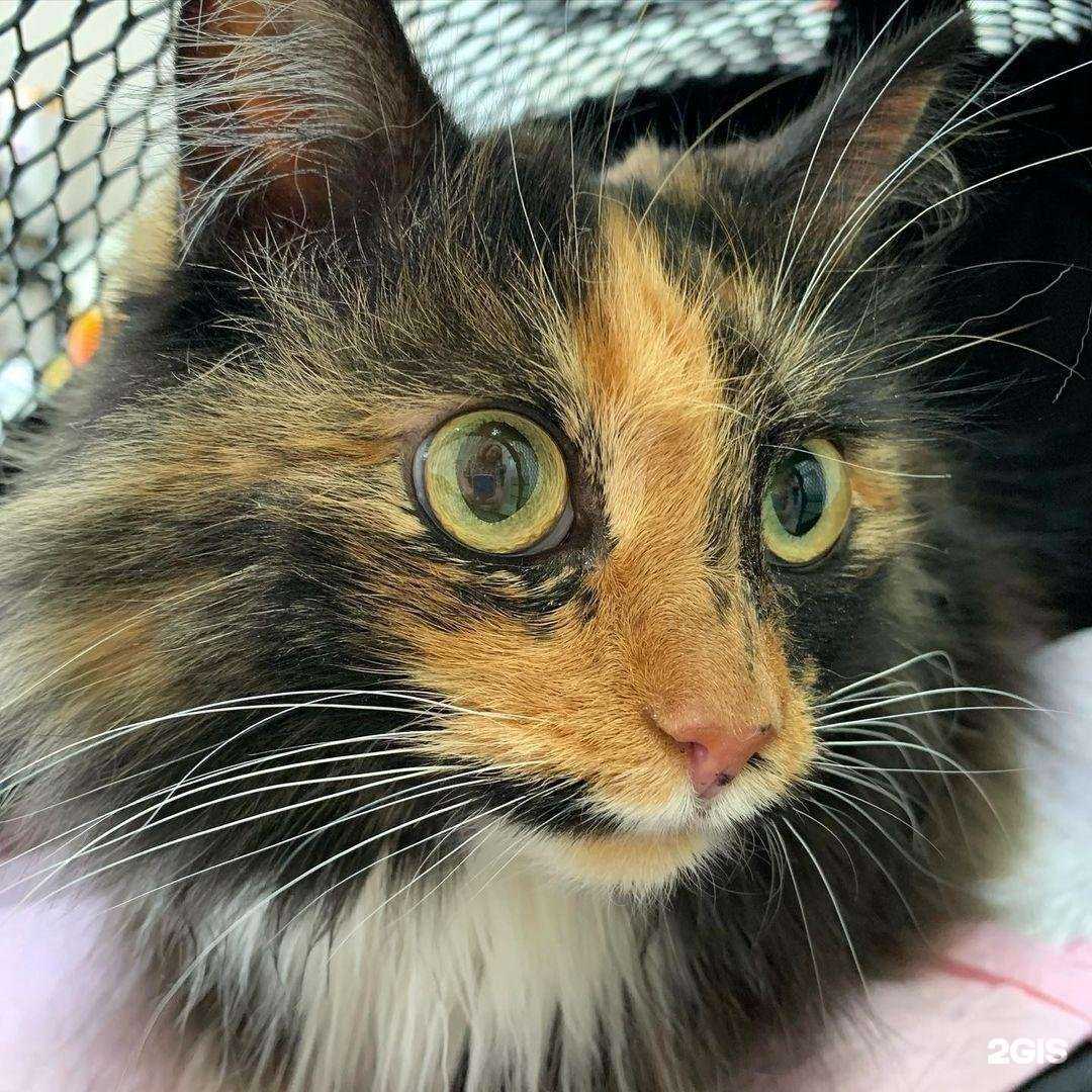 Отзывы на компанию ДокторВет в г. Воронеж c фото