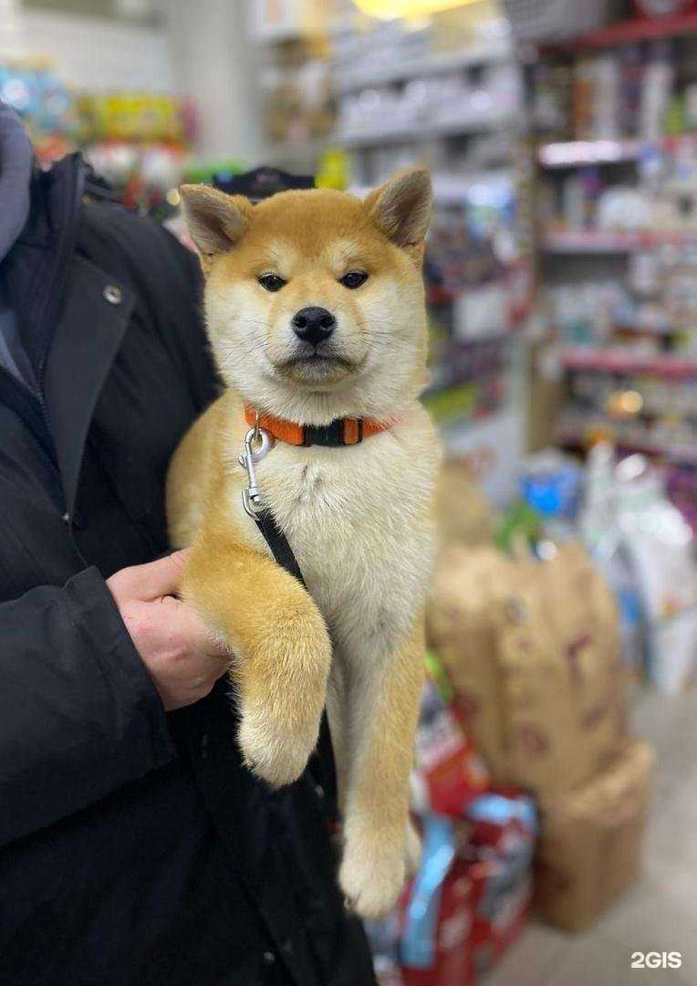 Отзывы на компанию Космозоо в Архангельске c фото