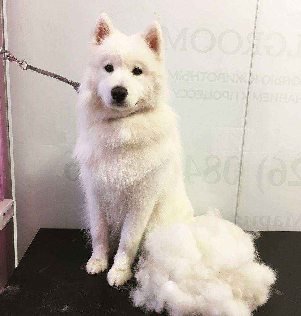 Отзывы на компанию Solgroom в г. Солнечногорск c фото