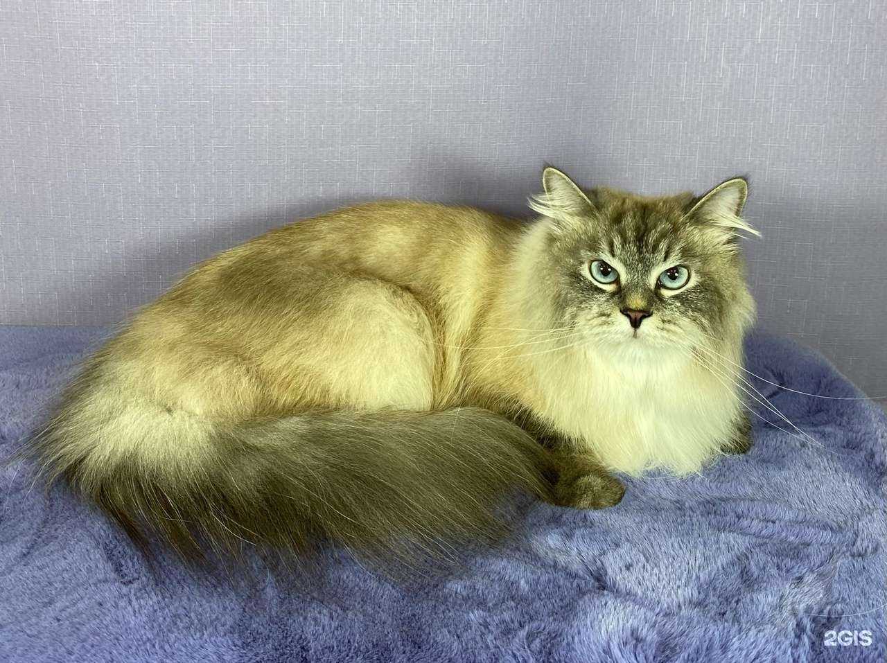 Отзывы на компанию Студия груминга Ольги Марченко в Архангельске c фото