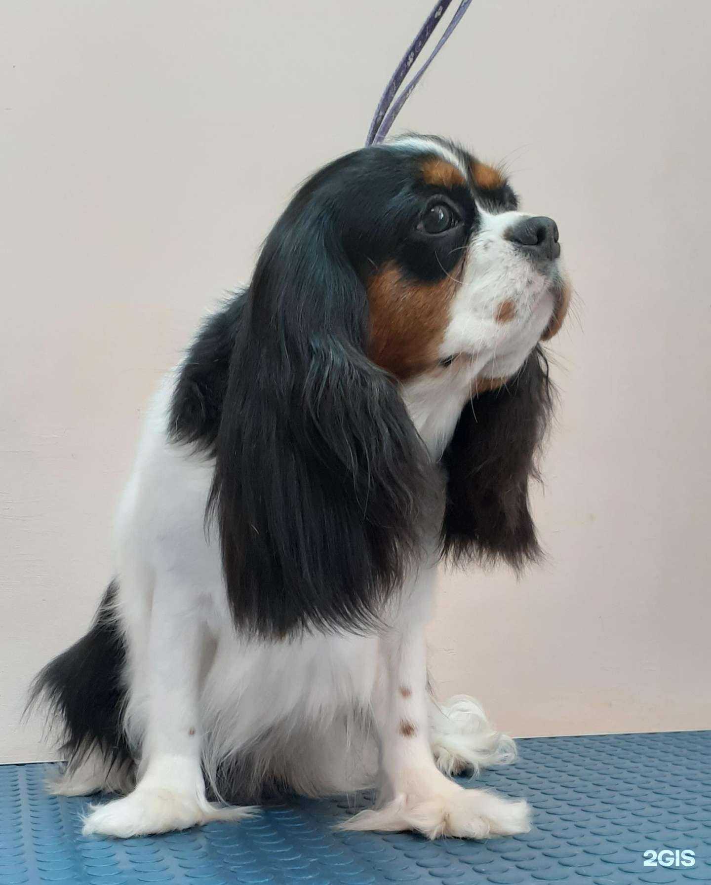 Отзывы на компанию Груминг-кабинет в г. Копейск c фото