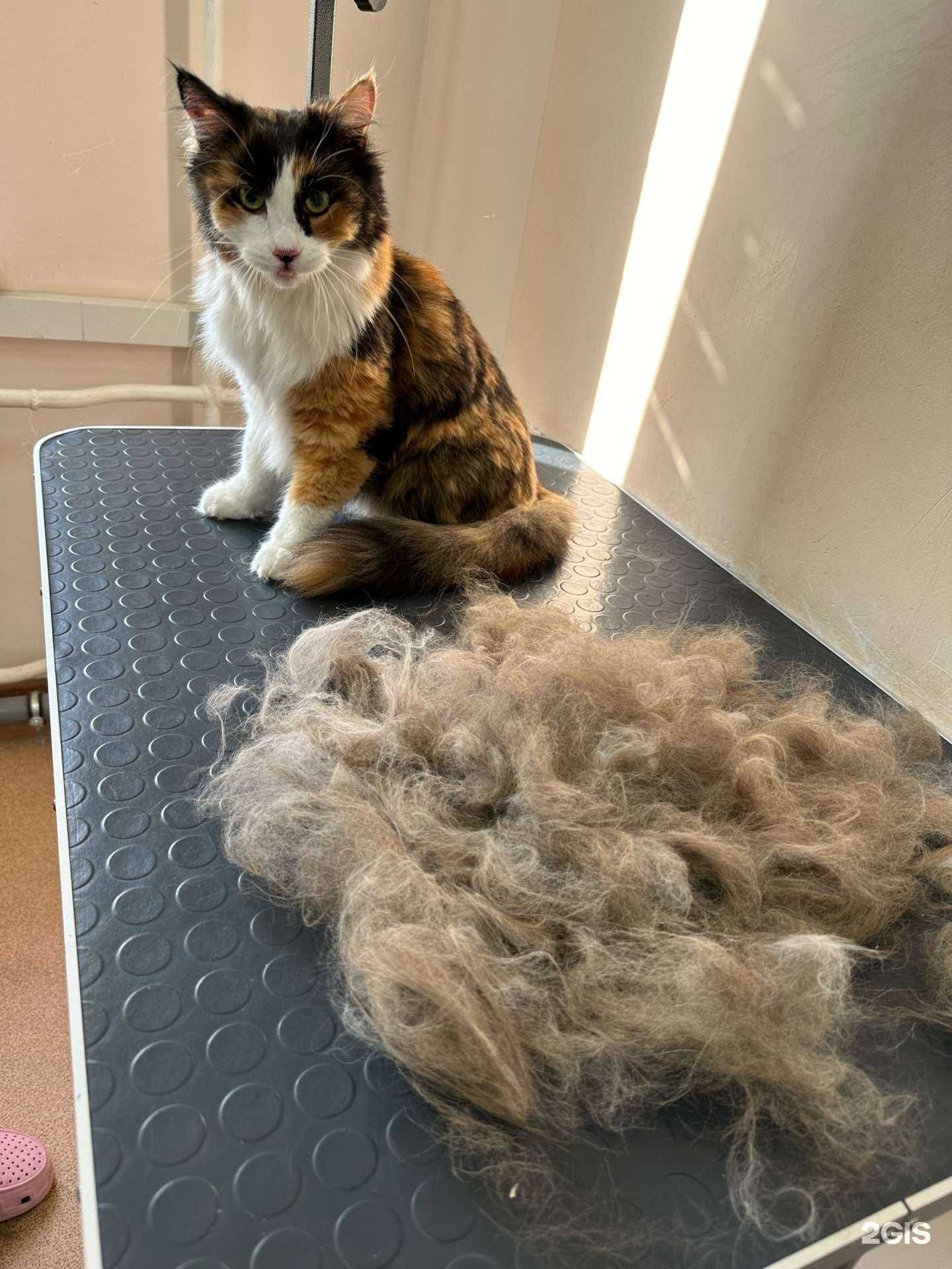 Отзывы на компанию Рыжий в г. Пермь c фото