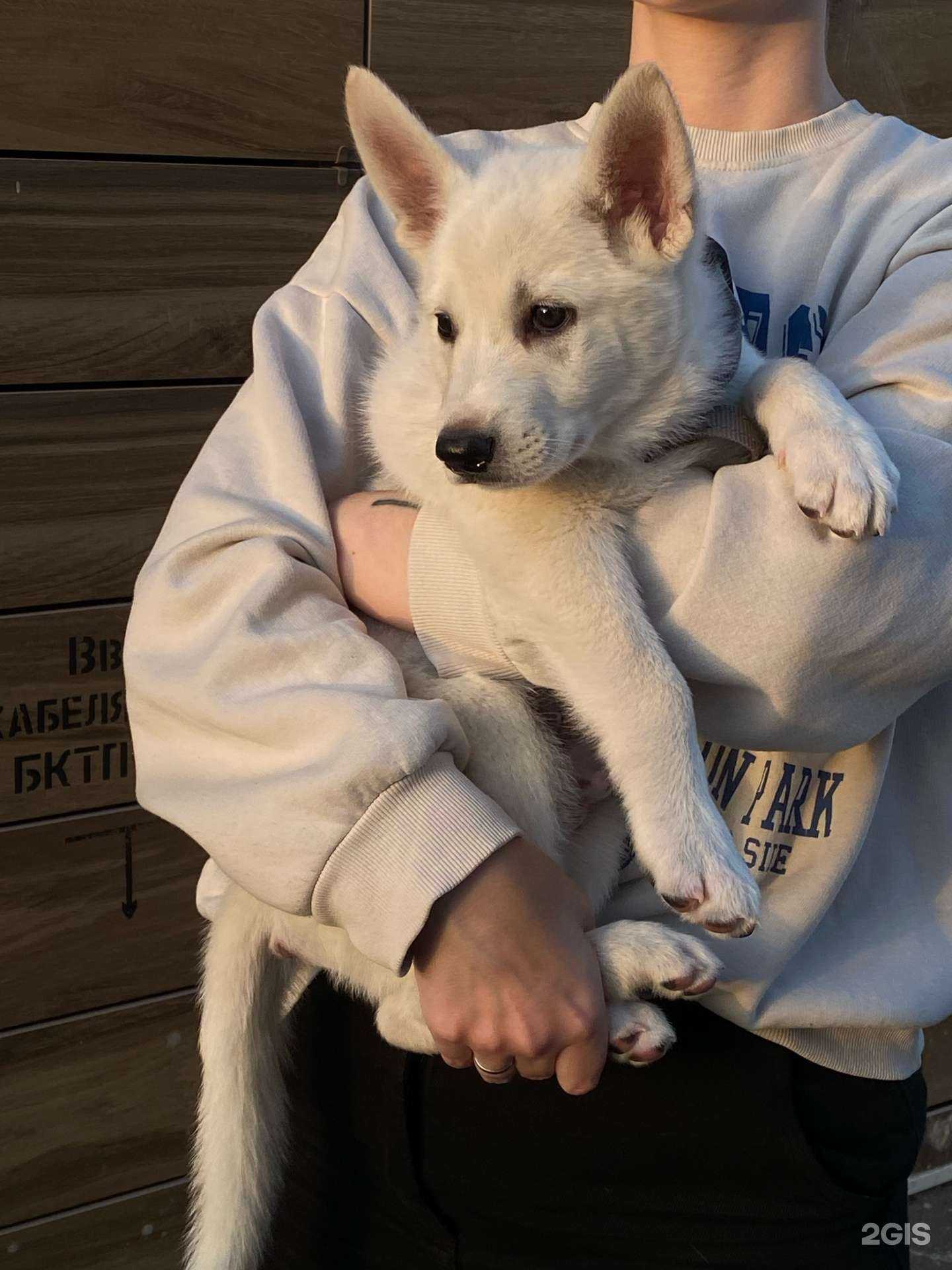 Отзывы на компанию Щенячий патруль в Казани c фото