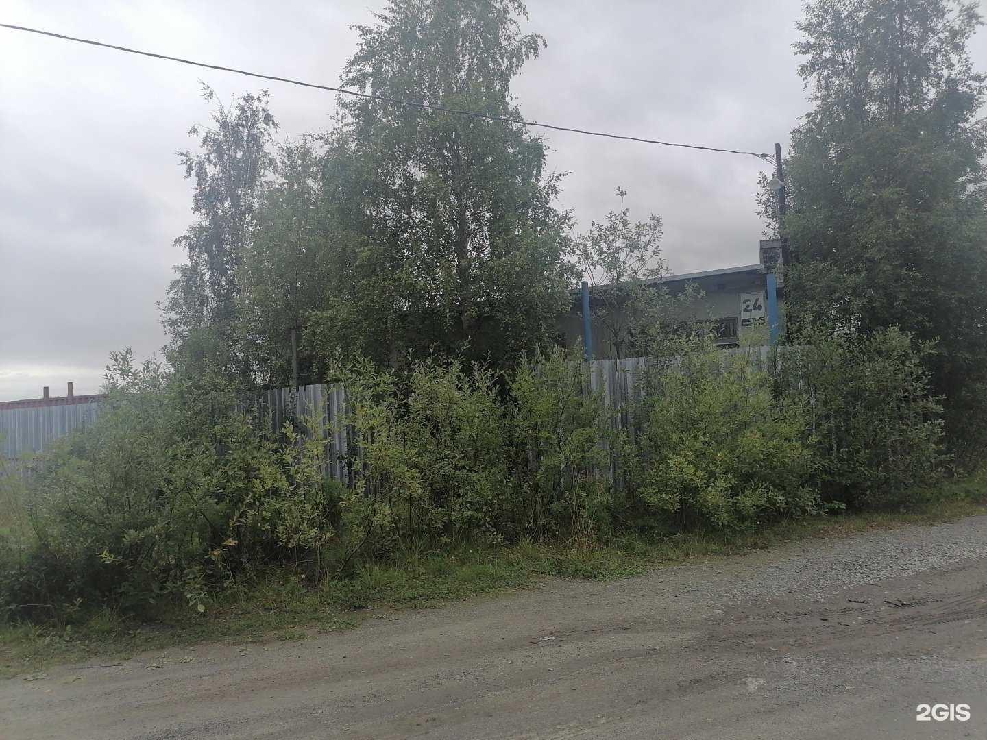 Отзывы на компанию Мокрый нос в Апатитах c фото - фотография 2 из 2