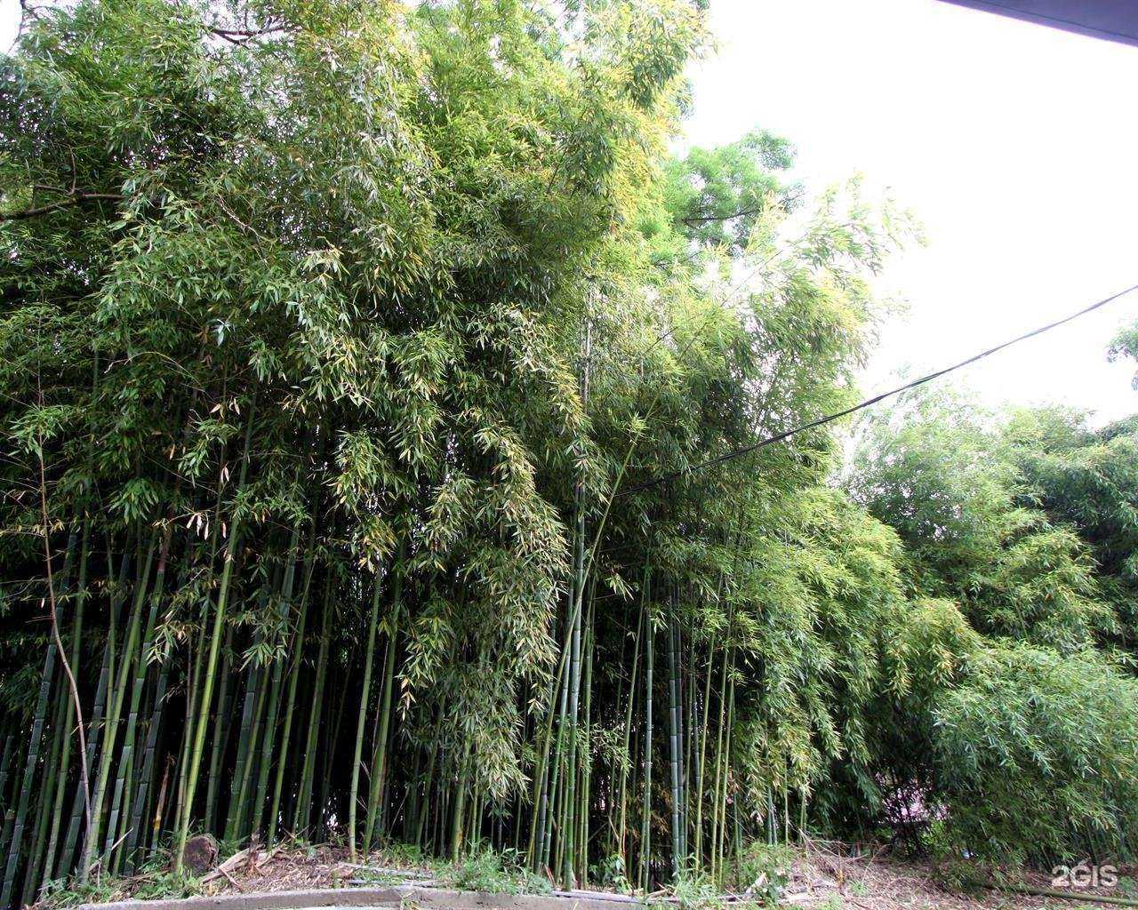 Отзывы на компанию Бамбуковая роща в г. Сочи c фото