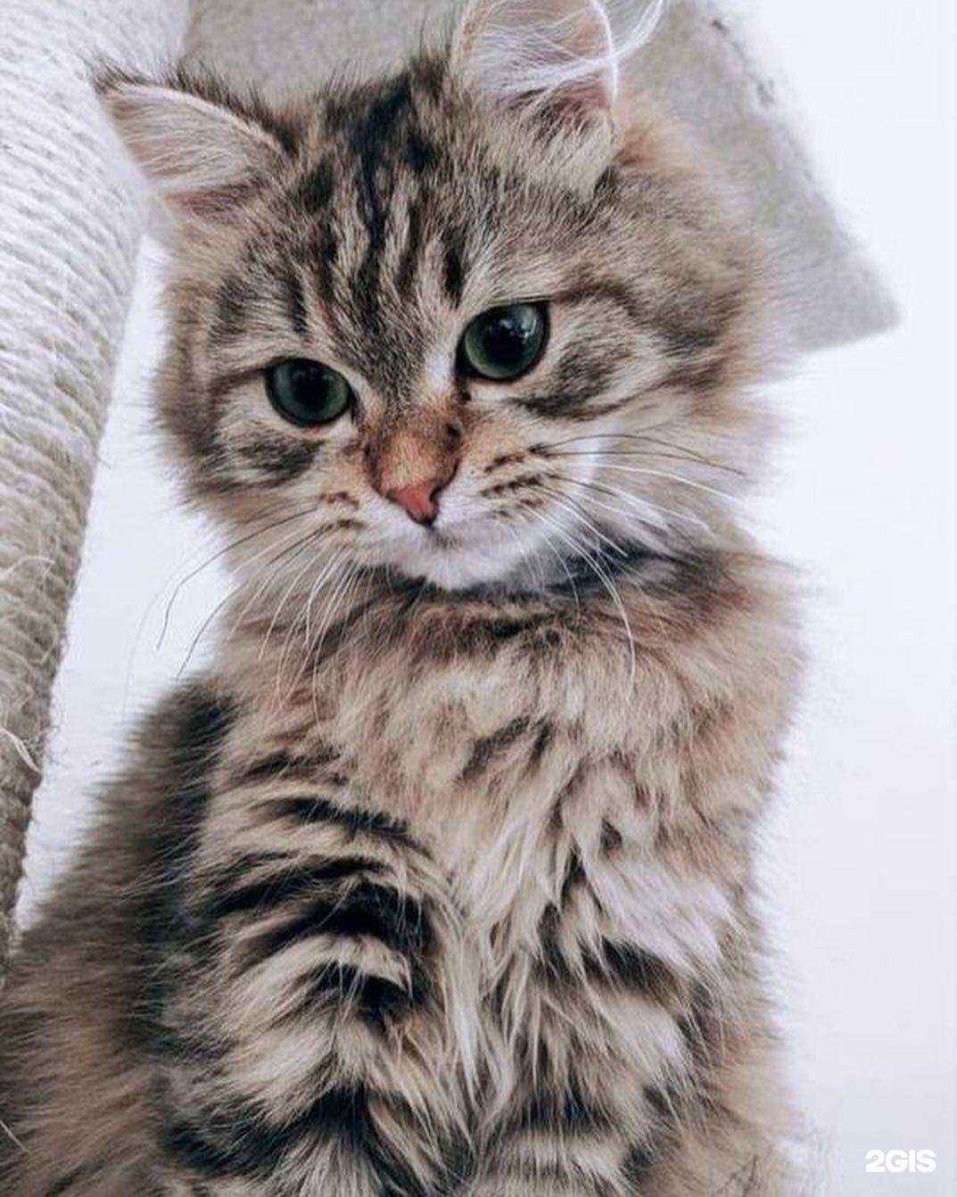 Отзывы на компанию ЗооМир в Петрозаводске c фото