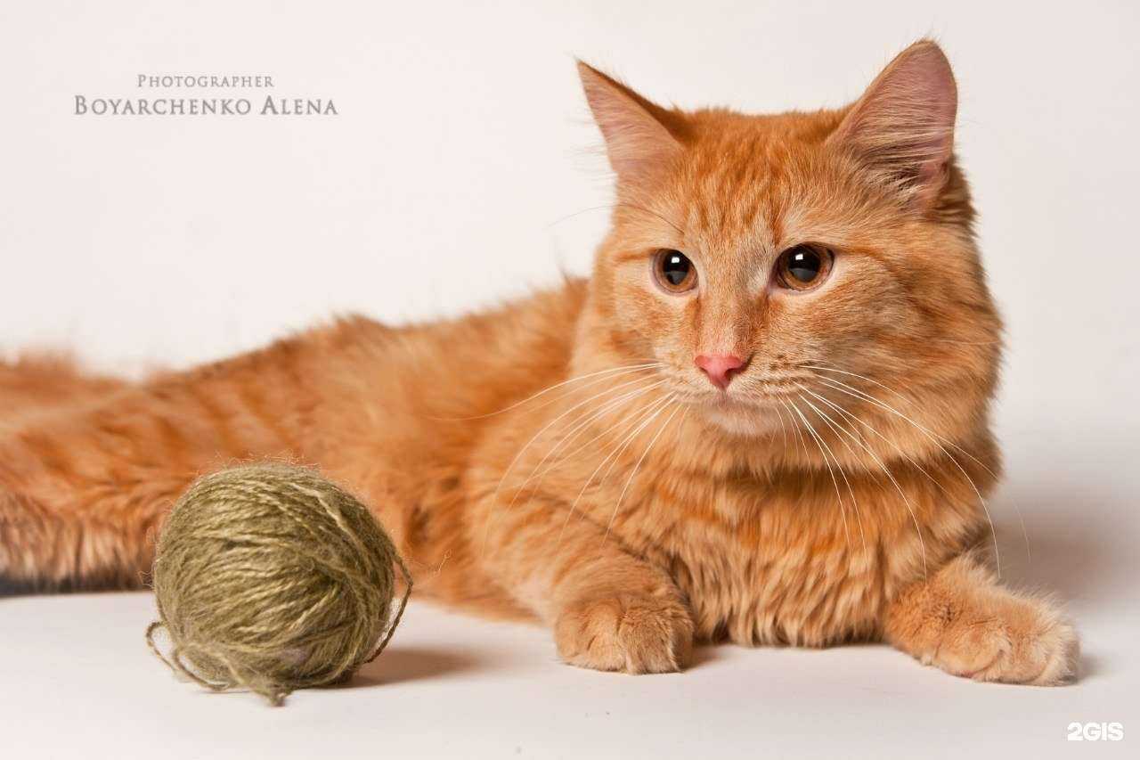 Отзывы на компанию Мяура в Екатеринбурге c фото