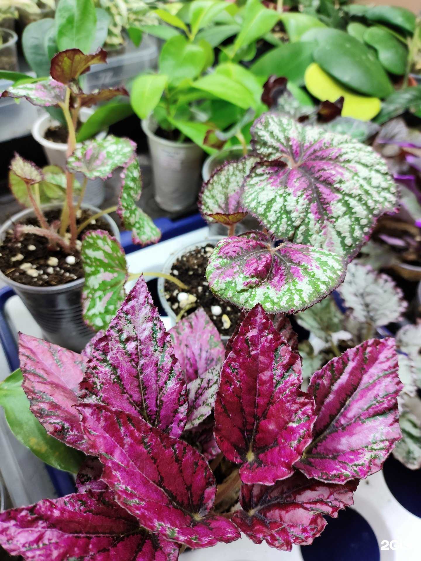 Отзывы на компанию Флора в городе в Саратове c фото