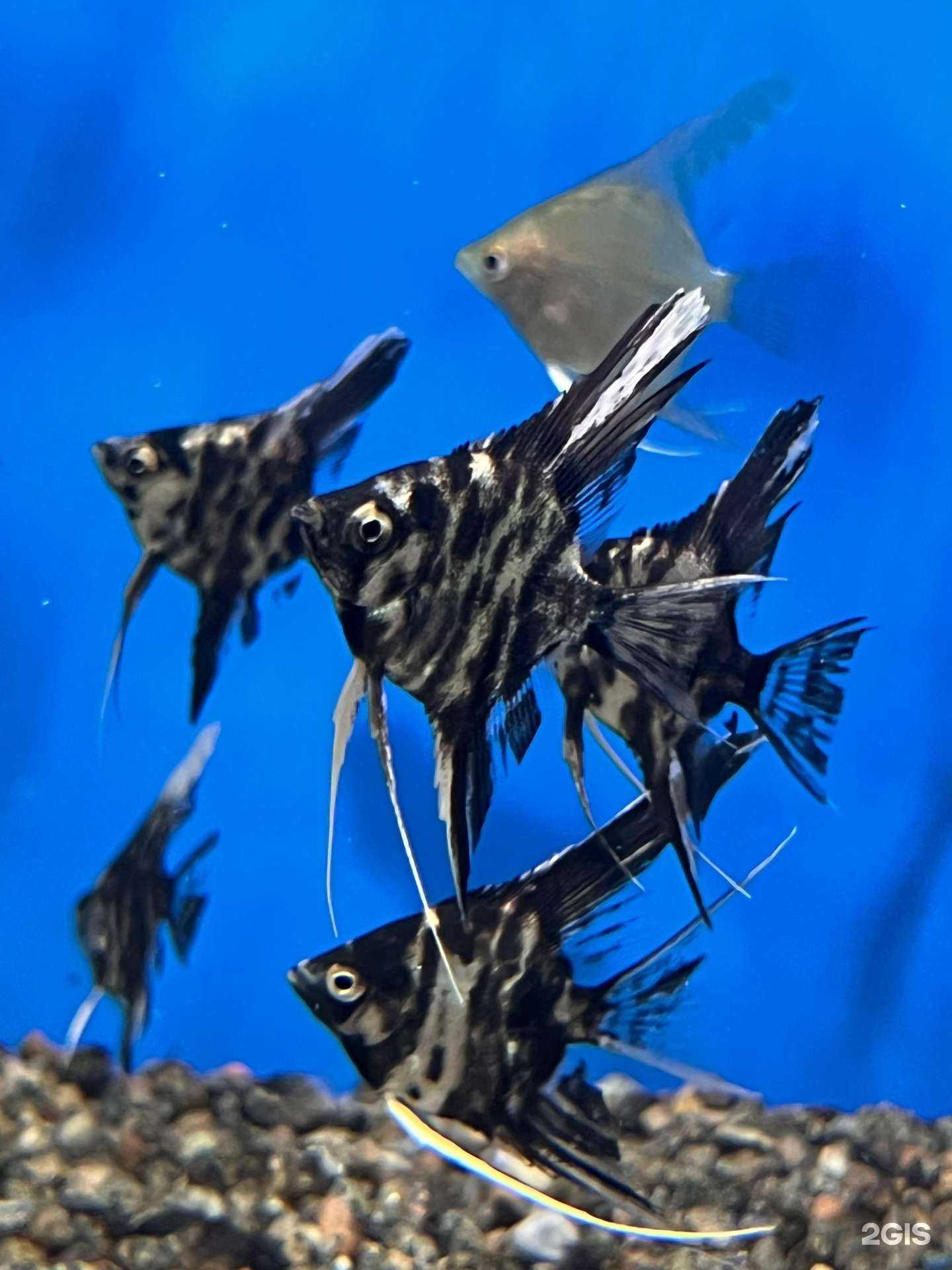 Отзывы на компанию Аквариумный мир в Калининграде c фото