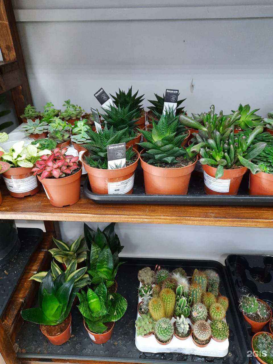 Отзывы на компанию Диантус в г. Уфа c фото