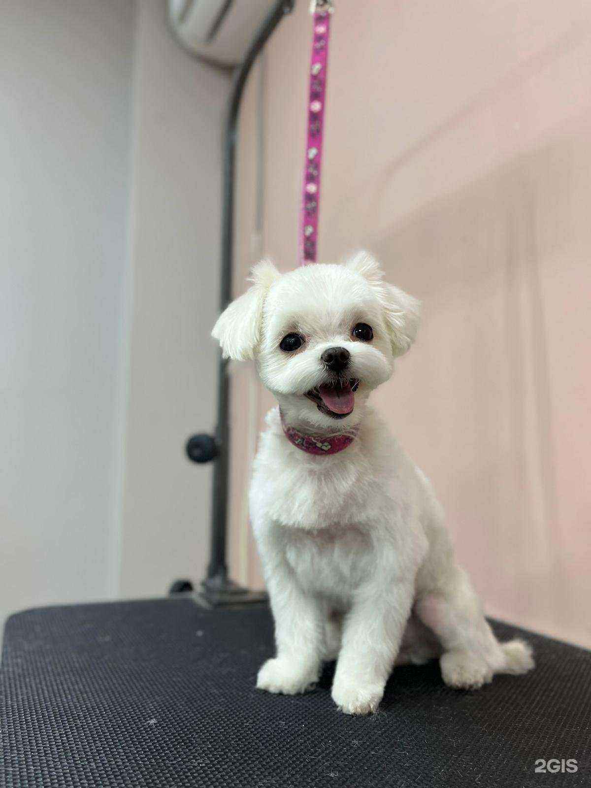 Отзывы на компанию Mr.Dog в г. Челябинск c фото