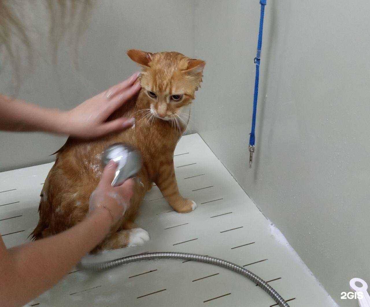 Отзывы на компанию Гостиница для кошек в г. Владивосток c фото