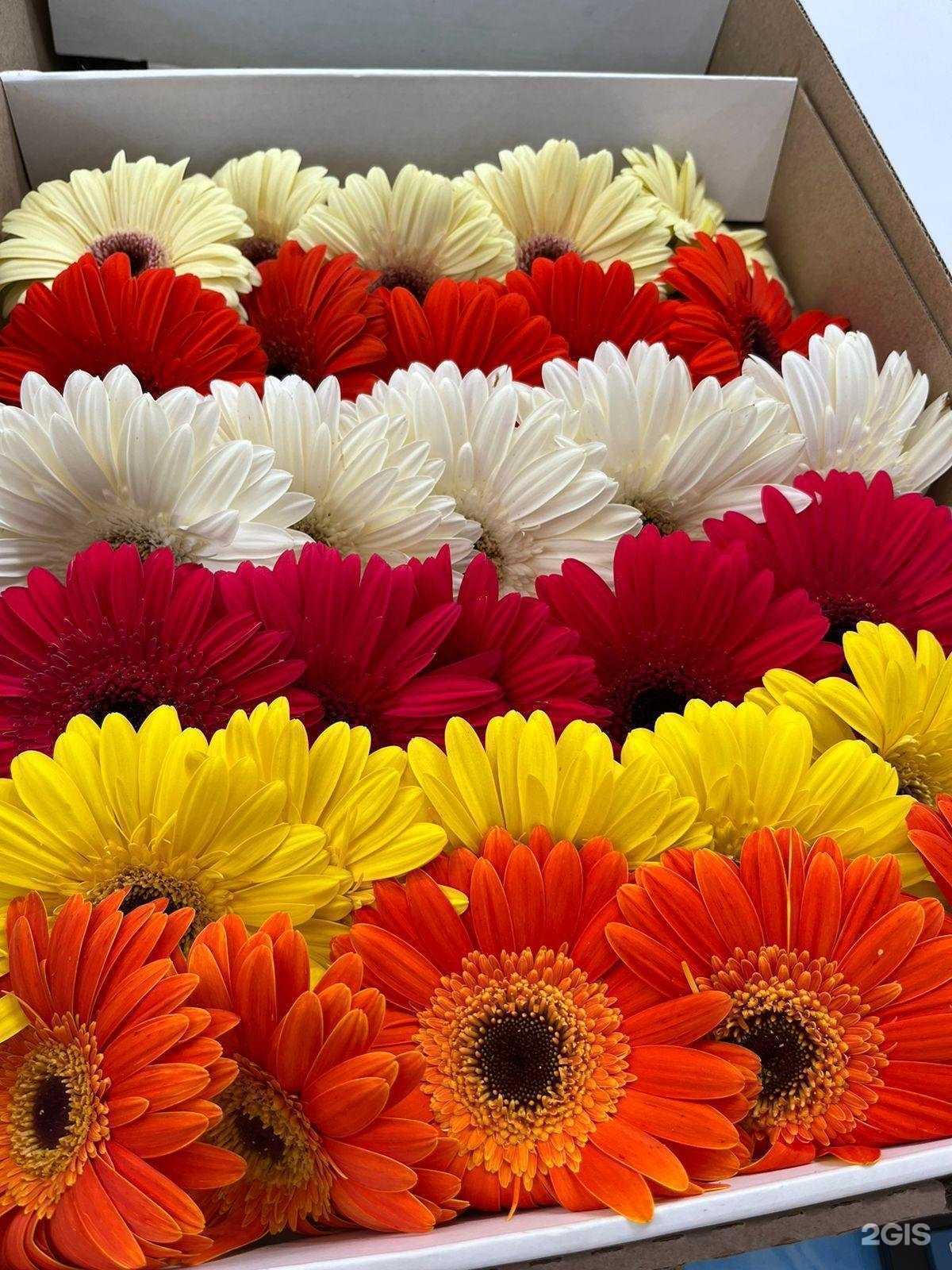 Отзывы на компанию Gold Flower в Нальчике c фото