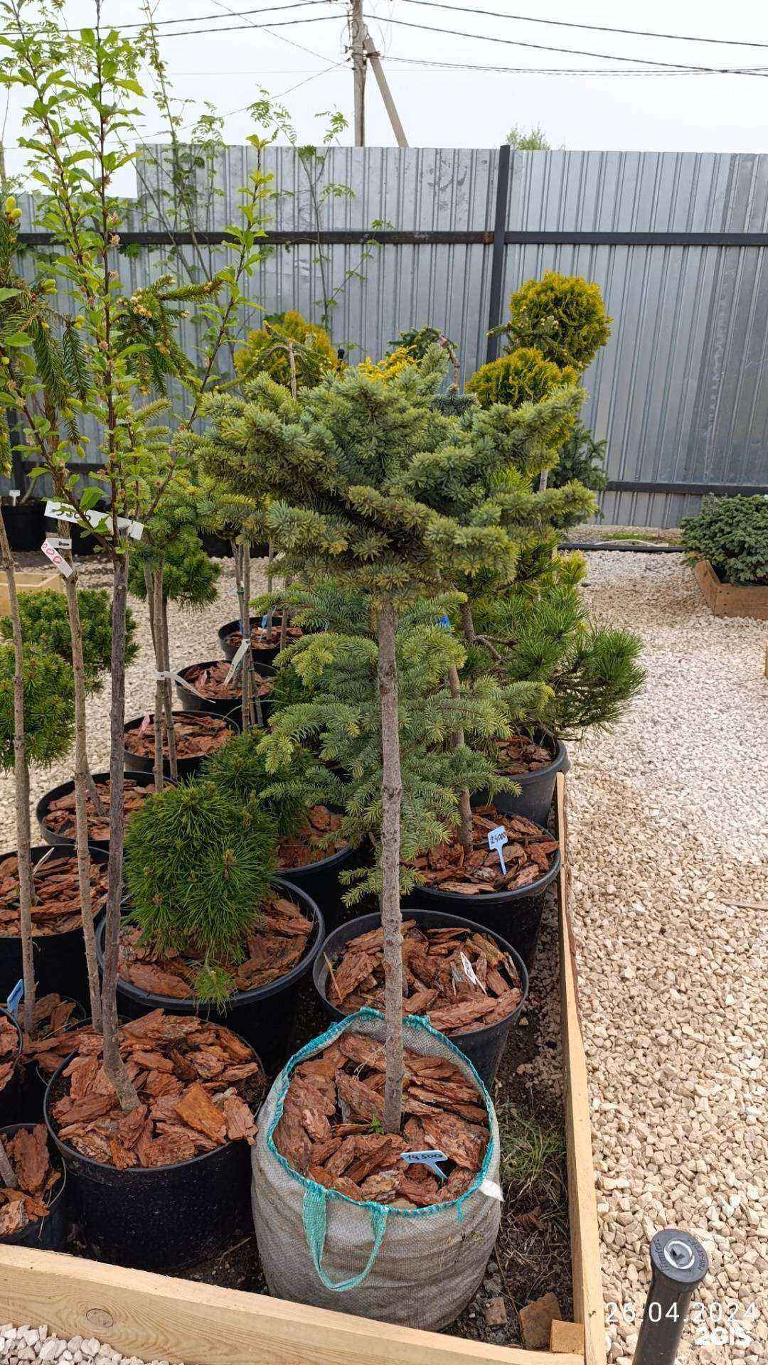 Отзывы на компанию Арборист в г. Саратов c фото