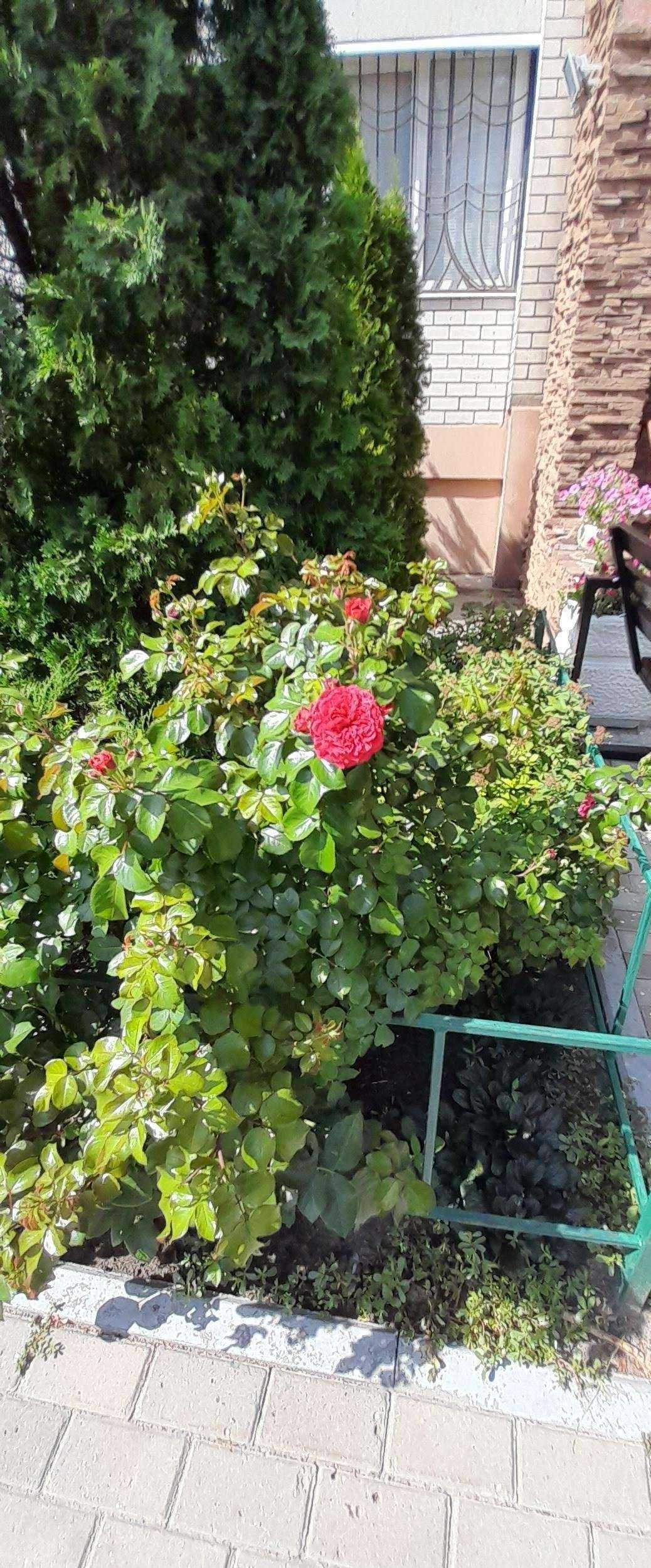 Отзывы на компанию Ортопедия плюс в Воронеже c фото - фотография 2 из 2