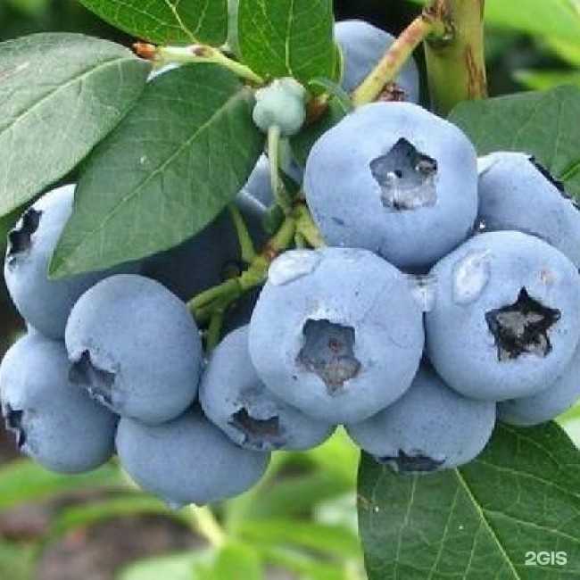 Отзывы на компанию Любимые сады в г. Ижевск c фото