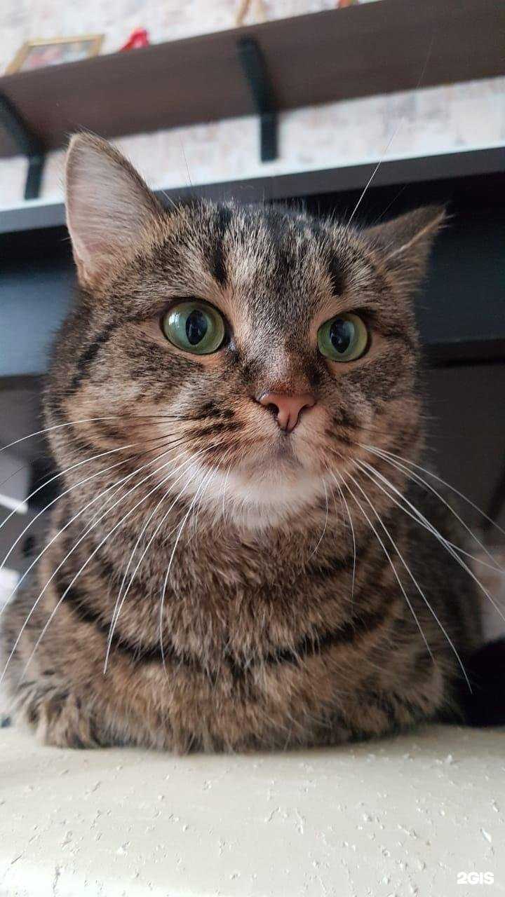 Отзывы на компанию Три кота в Миассе c фото