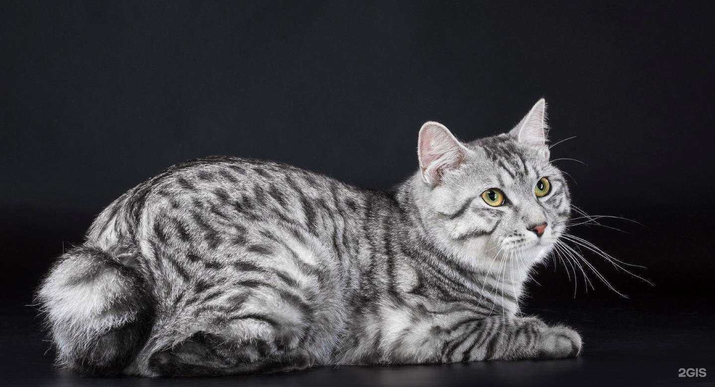 Отзывы на компанию Сиббиовет в Новосибирске c фото