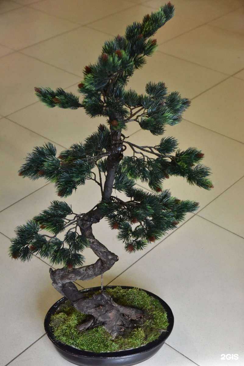 Отзывы на компанию Галерея цветов в г. Тамбов c фото