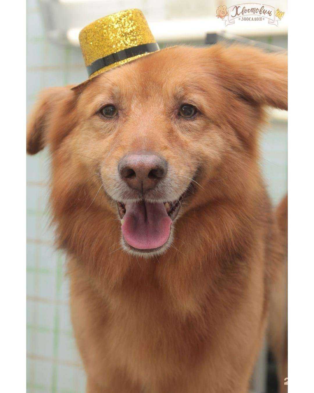 Отзывы на компанию Хвостовиль в г. Реутов c фото