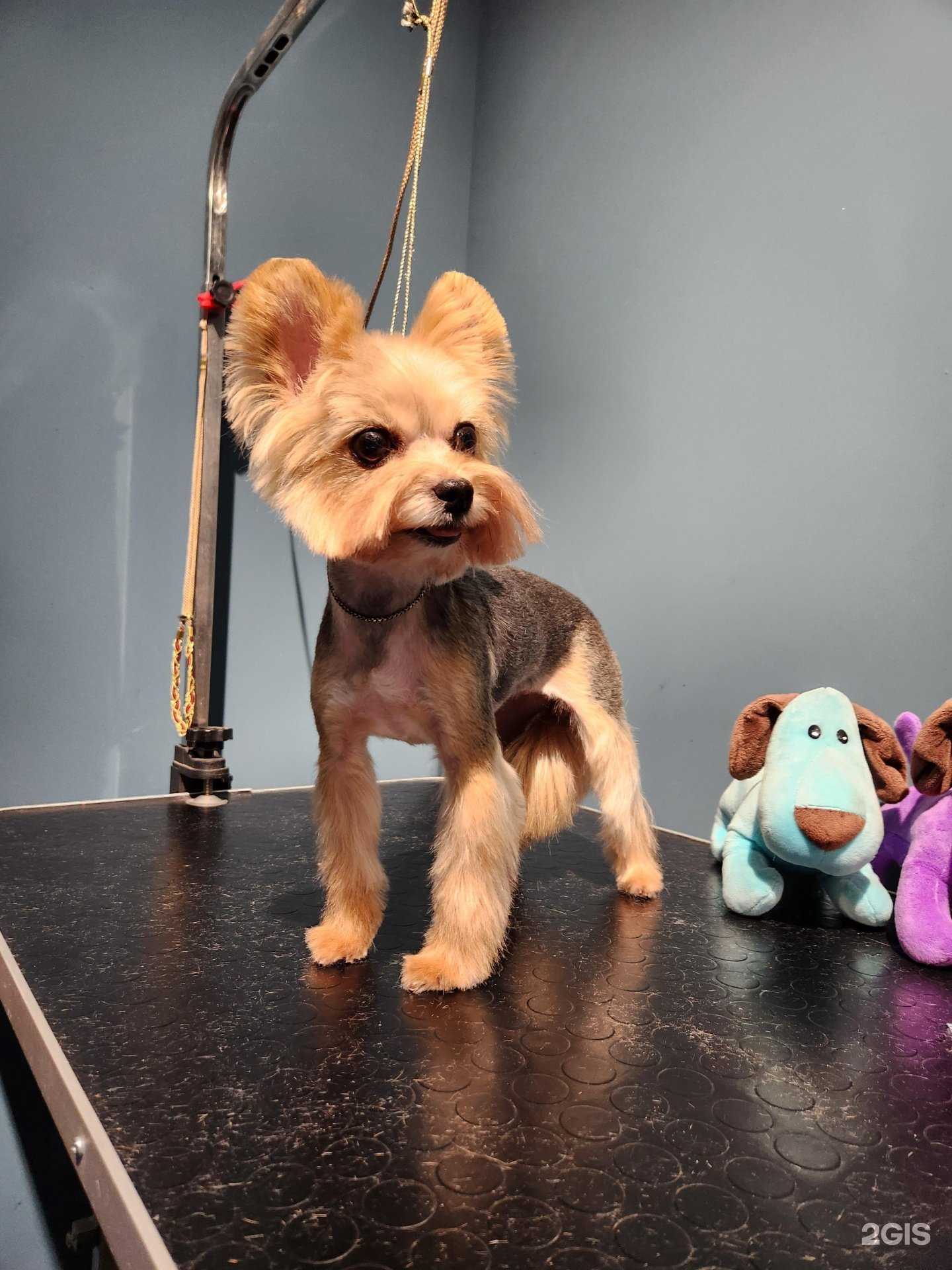 Отзывы на компанию Собак 13 Кошек в г. Астрахань c фото