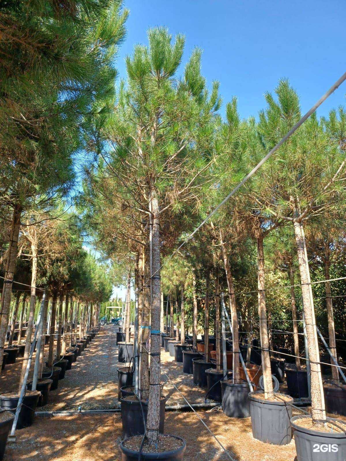 Отзывы на компанию Greengel в Геленджике c фото