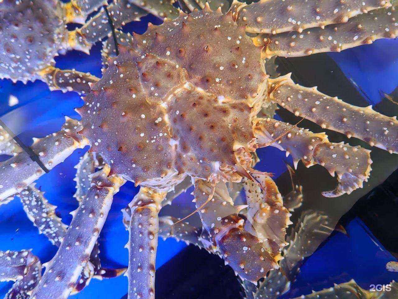 Отзывы на компанию Магазин дальневосточных морепродуктов в г. Владивосток c фото