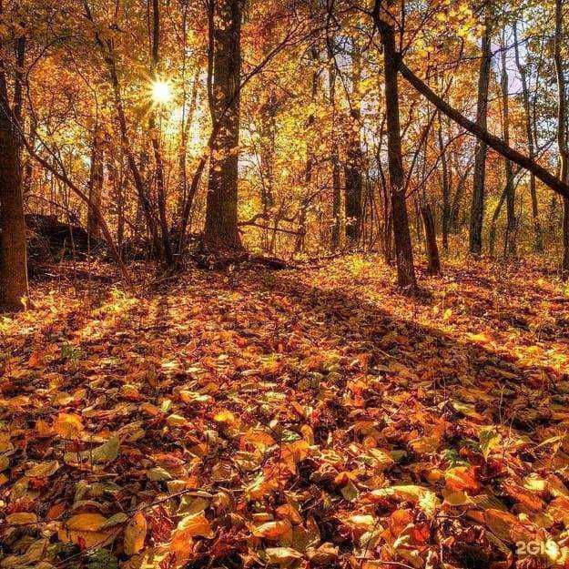 Отзывы на компанию Форест парк в г. Задонск c фото