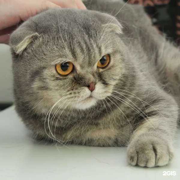 Отзывы на компанию Вет.Статус в г. Новокузнецк c фото