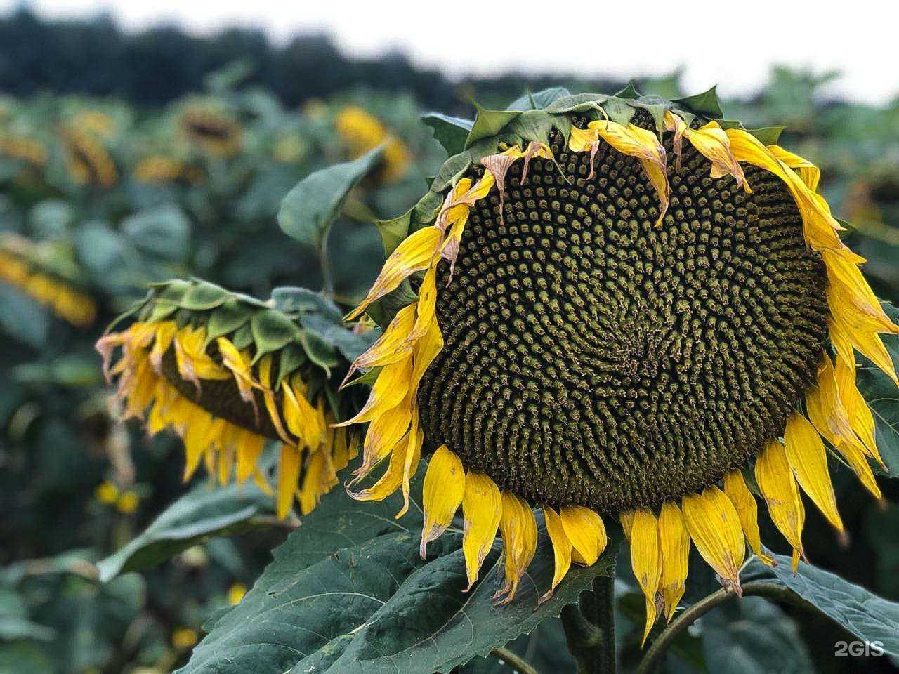 Отзывы на компанию Торфопродукт в Томске c фото