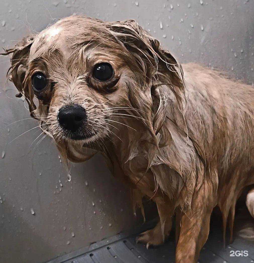 Отзывы на компанию Barberpet в г. Тольятти c фото