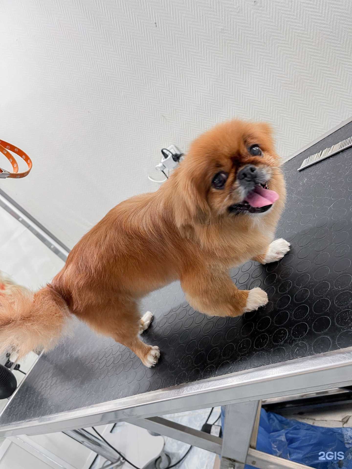 Отзывы на компанию Дон Терьеро в г. Саратов c фото