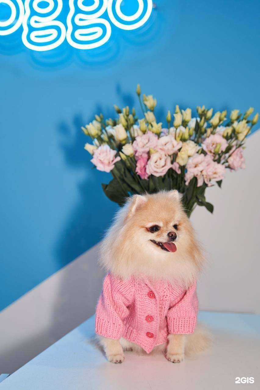 Отзывы на компанию Doggo в Казани c фото