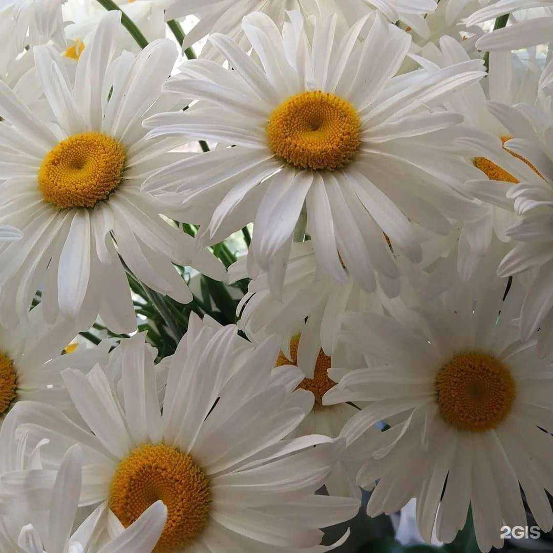 Отзывы на компанию Магия Лотоса в Краснодаре c фото