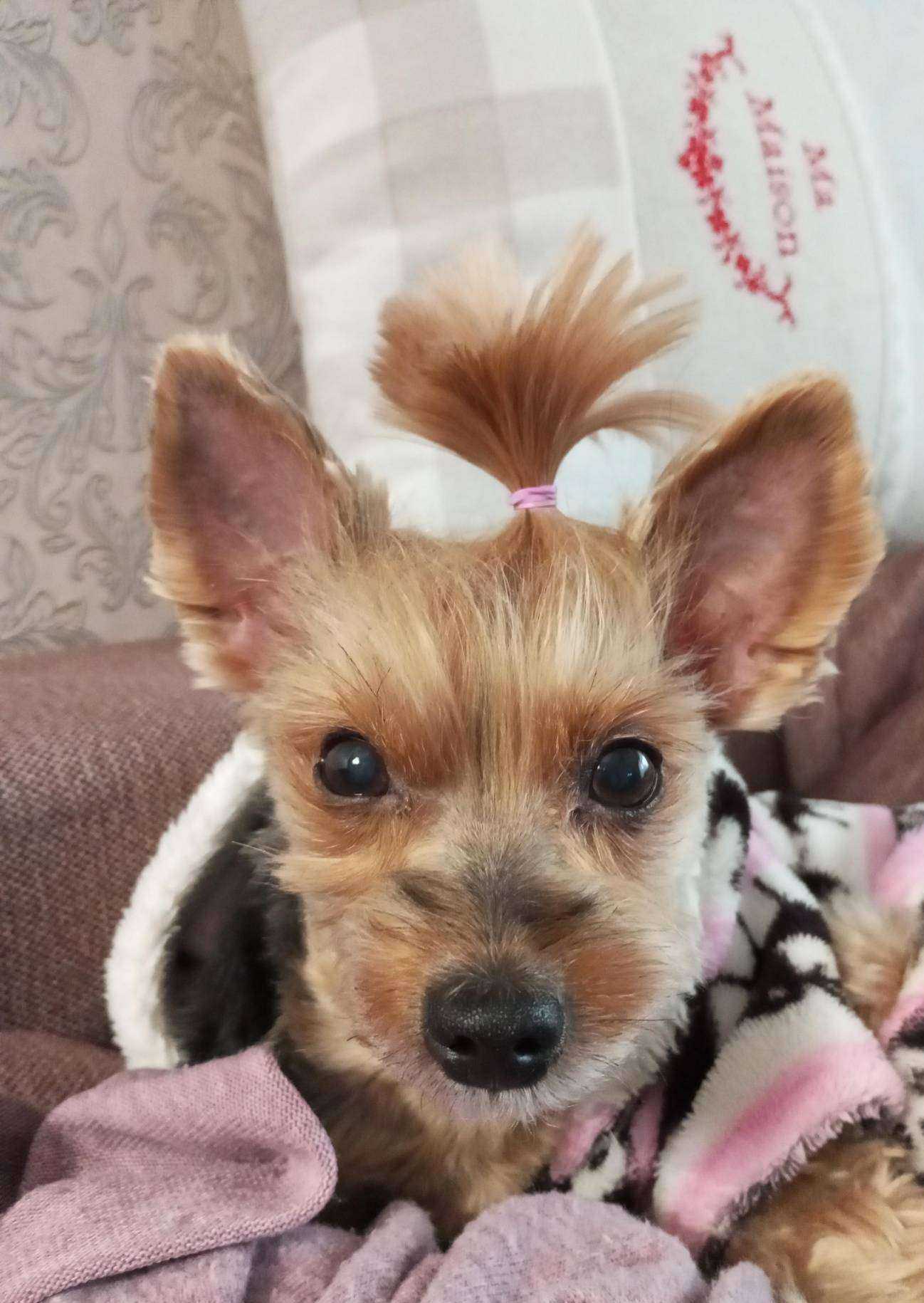 Отзывы на компанию YarGroom в Ярославле c фото