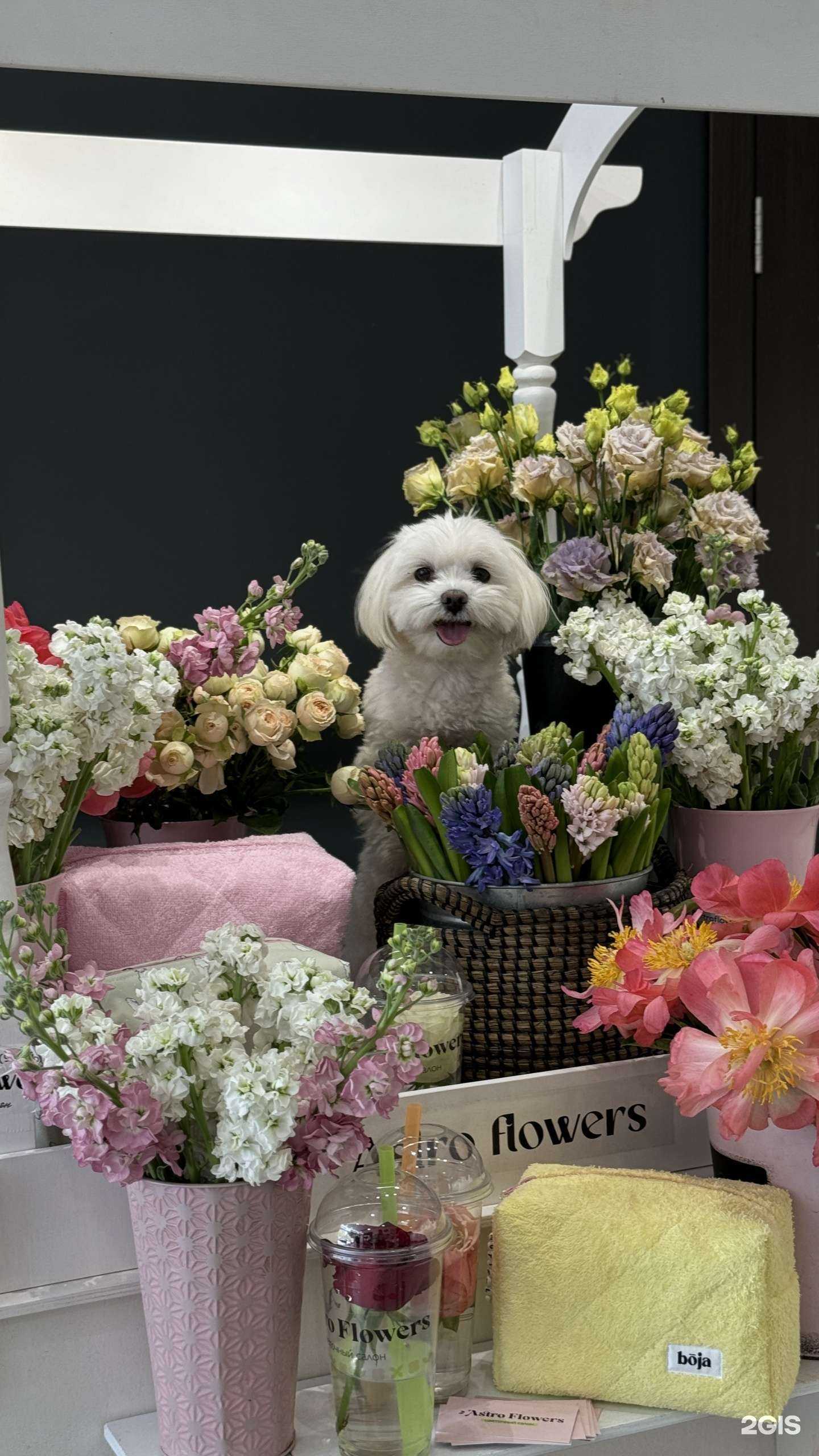 Отзывы на компанию Astro flowers в Нижнем Новгороде c фото