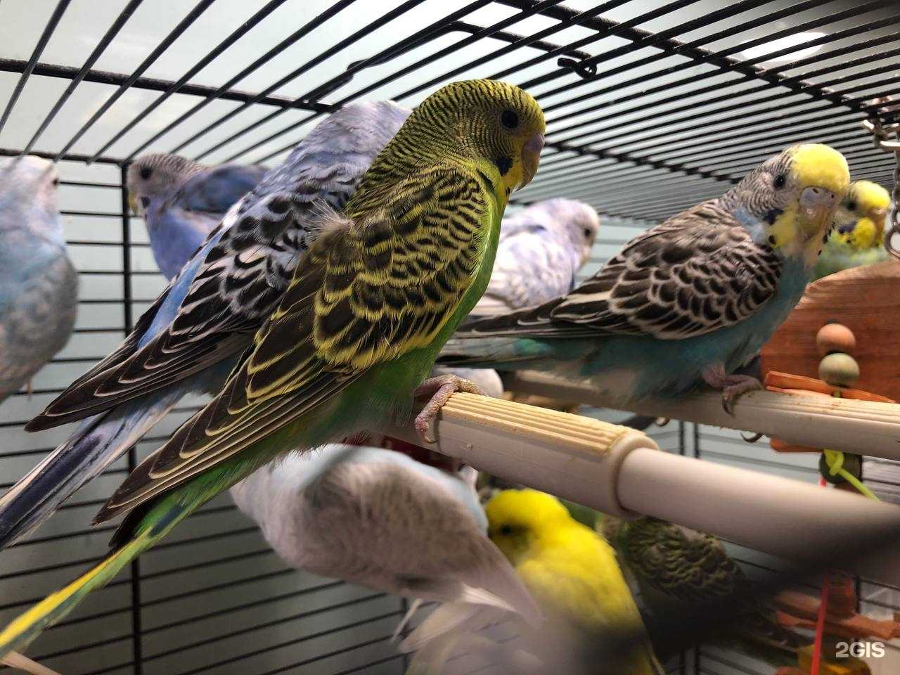 Отзывы на компанию Zooсити в г. Якутск c фото